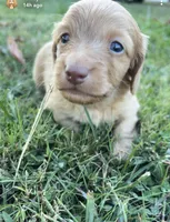 Ford, a male Miniature Dachshund for sale in Linton, IN – 1 of 4