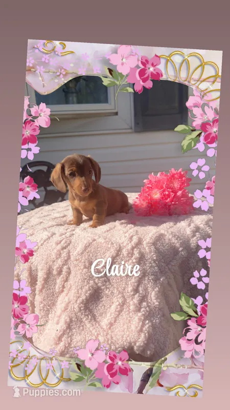 Claire – Miniature Dachshund puppy for sale in Linton, IN