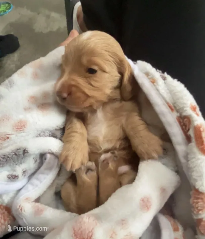 Sawyer  – Miniature Dachshund puppy for sale in Linton, IN