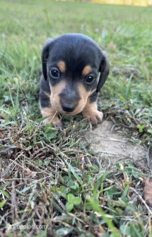 Jasper – Miniature Dachshund puppy for sale in Linton, IN