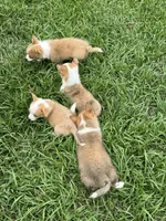 Boots, a male Pembroke Welsh Corgi for sale in Madison, FL – 4 of 4