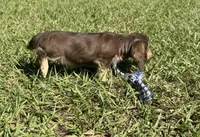 Mable •Chocolate & Cream•, a female Miniature Dachshund for sale in Madison, FL – 8 of 8
