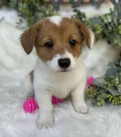 Sweet P Mama's coming for you, a female Pembroke Welsh Corgi for sale in Madison, FL – Photo 8 of 9