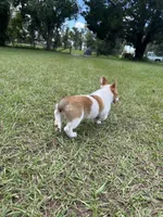 Sweet P Mama's coming for you, a female Pembroke Welsh Corgi for sale in Madison, FL – Photo 9 of 9