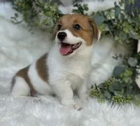 Sweet P Mama's coming for you, a female Pembroke Welsh Corgi for sale in Madison, FL – Photo 6 of 9