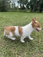 Sweet P Mama's coming for you, a female Pembroke Welsh Corgi for sale in Madison, FL – Photo 3 of 9