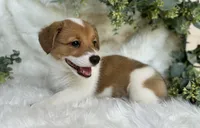 Sweet P Mama's coming for you, a female Pembroke Welsh Corgi for sale in Madison, FL – Photo 5 of 9