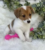 Sweet P Mama's coming for you, a female Pembroke Welsh Corgi for sale in Madison, FL – Photo 4 of 9