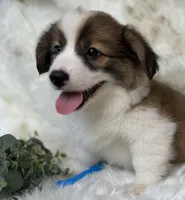 Wedge (Pending), a male Pembroke Welsh Corgi for sale in Madison, FL – Photo 5 of 10