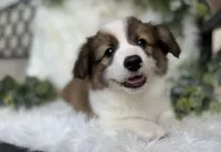 Wedge (Pending), a male Pembroke Welsh Corgi for sale in Madison, FL – Photo 4 of 10