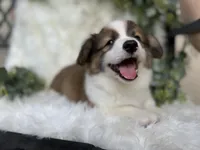 Wedge (Pending), a male Pembroke Welsh Corgi for sale in Madison, FL – Photo 3 of 10