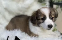 Wedge (Pending), a male Pembroke Welsh Corgi for sale in Madison, FL – Photo 6 of 10