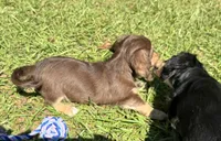 Mable •Chocolate & Cream•, a female Miniature Dachshund for sale in Madison, FL – 7 of 8