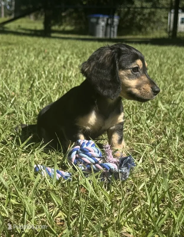 Molly •Black & Cream• – Miniature Dachshund puppy for sale in Madison, FL