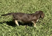 Mable •Chocolate & Cream•, a female Miniature Dachshund for sale in Madison, FL – 3 of 8