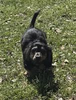 Crimp-it, a male Miniature Dachshund for sale in Madison, FL – Photo 3 of 9