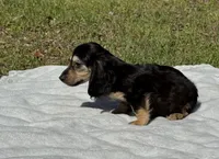 Crimp-it, a male Miniature Dachshund for sale in Madison, FL – Photo 9 of 9
