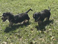 Crimp-it, a male Miniature Dachshund for sale in Madison, FL – Photo 8 of 9