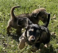 Crimp-it, a male Miniature Dachshund for sale in Madison, FL – Photo 6 of 9