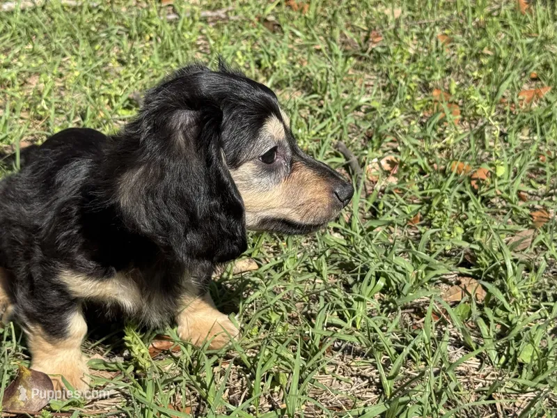 Crimp-it – Miniature Dachshund puppy for sale in Madison, FL
