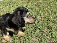 Crimp-it, a male Miniature Dachshund for sale in Madison, FL – Photo 1 of 9