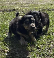 Crimp-it, a male Miniature Dachshund for sale in Madison, FL – Photo 4 of 9