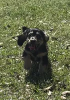 Crimp-it, a male Miniature Dachshund for sale in Madison, FL – Photo 2 of 9