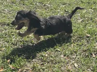 Crimp-it, a male Miniature Dachshund for sale in Madison, FL – Photo 7 of 9