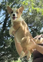 Boots, a male Pembroke Welsh Corgi for sale in Madison, FL – 3 of 4