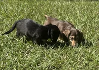Mable •Chocolate & Cream•, a female Miniature Dachshund for sale in Madison, FL – 4 of 8