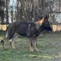 Kiara -AKC 🩷, a female German Shepherd Dog for sale in Madison, FL – Photo 7 of 8