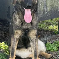 Kiara -AKC 🩷, a female German Shepherd Dog for sale in Madison, FL – Photo 3 of 8