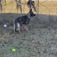 Kiara -AKC 🩷, a female German Shepherd Dog for sale in Madison, FL – Photo 4 of 8