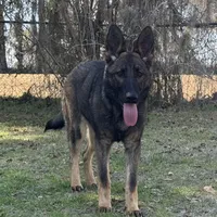 Kiara -AKC 🩷, a female German Shepherd Dog for sale in Madison, FL – Photo 6 of 8