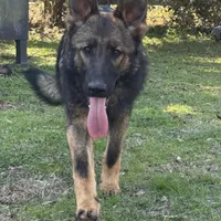 Kiara -AKC 🩷, a female German Shepherd Dog for sale in Madison, FL – Photo 2 of 8