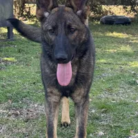 Kiara -AKC 🩷, a female German Shepherd Dog for sale in Madison, FL – Photo 8 of 8