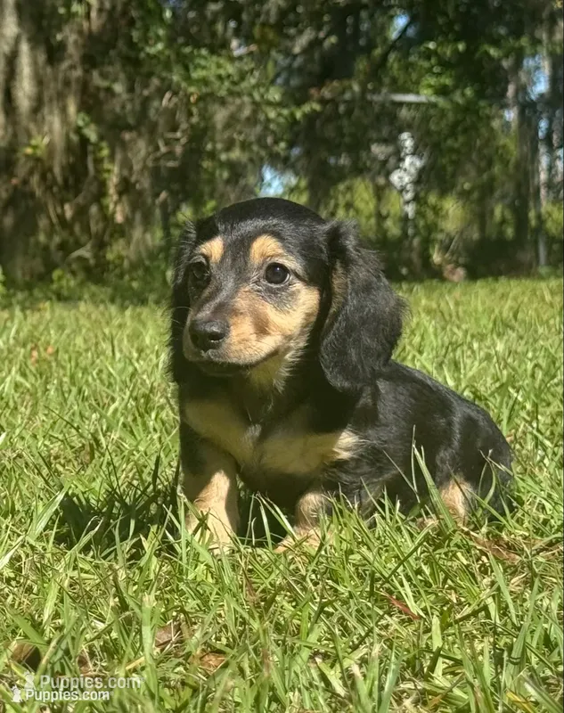 Molly •Black & Cream• – Miniature Dachshund puppy for sale in Madison, FL
