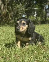 Molly •Black & Cream•, a female Miniature Dachshund for sale in Madison, FL – 5 of 8