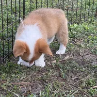 Molly 🩷, a female Pembroke Welsh Corgi for sale in Madison, FL – Photo 7 of 7