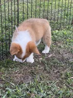Molly 🩷, a female Pembroke Welsh Corgi for sale in Madison, FL – Photo 7 of 7