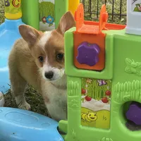 Molly 🩷, a female Pembroke Welsh Corgi for sale in Madison, FL – Photo 3 of 7