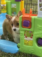 Molly 🩷, a female Pembroke Welsh Corgi for sale in Madison, FL – Photo 2 of 7