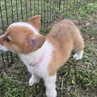 Molly 🩷, a female Pembroke Welsh Corgi for sale in Madison, FL – Photo 4 of 7