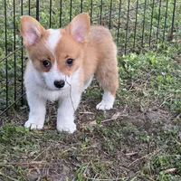 Molly 🩷, a female Pembroke Welsh Corgi for sale in Madison, FL – Photo 2 of 7