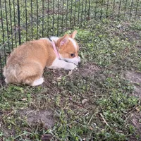 Molly 🩷, a female Pembroke Welsh Corgi for sale in Madison, FL – Photo 6 of 7