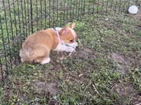 Molly 🩷, a female Pembroke Welsh Corgi for sale in Madison, FL – Photo 5 of 7