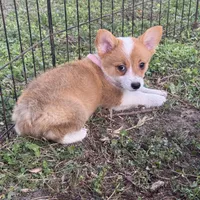 Molly 🩷, a female Pembroke Welsh Corgi for sale in Madison, FL – Photo 1 of 7
