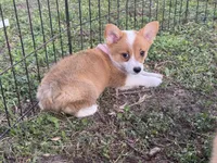 Molly 🩷, a female Pembroke Welsh Corgi for sale in Madison, FL – Photo 1 of 7