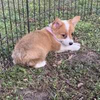 Molly 🩷, a female Pembroke Welsh Corgi for sale in Madison, FL – Photo 5 of 7