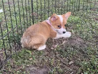 Molly 🩷, a female Pembroke Welsh Corgi for sale in Madison, FL – Photo 4 of 7